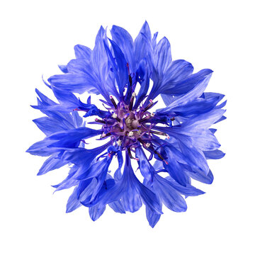 Blue cornflower blossom centered on white background, vivid macro detail,