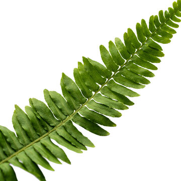 Fresh lush green fern leaf with botanical tropical background detailed environment ornamental decorative structure woodland composition as PNG cutout