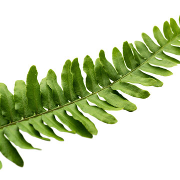 Single fresh green fern frond with botanical tropical background detailed environment ornamental decorative structure woodland composition as PNG element