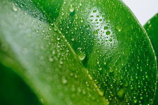 Green leaf surface covered with many water drops showing freshness and growth, selective focus