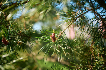 Beautiful coniferous branch with fresh shoots in spring forest © Алексей Филатов