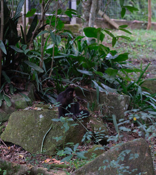 Capuchin Monkeys in the forest