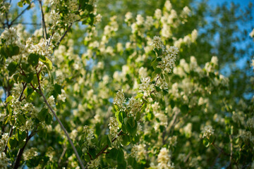 Fototapeta premium Blooming amelanchier tree branches in spring