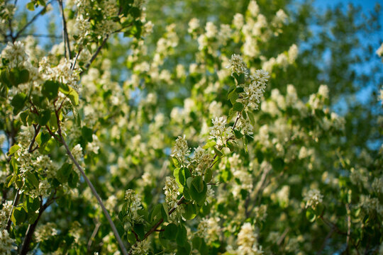 Blooming amelanchier tree branches in spring