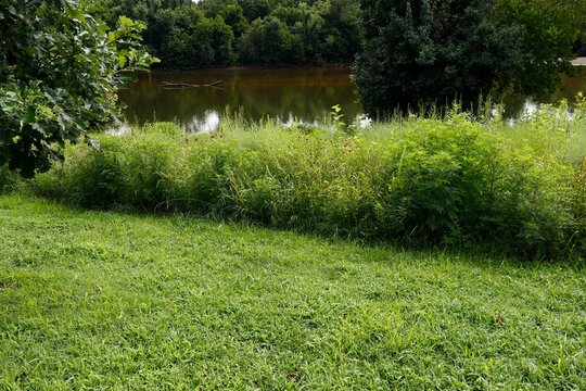 Calm river water and verdant shoreline