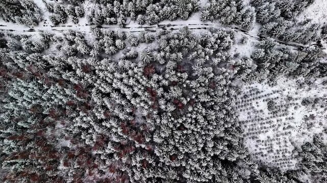 Aerial view of dense pine forest covered in fresh winter snow in Latvia.
