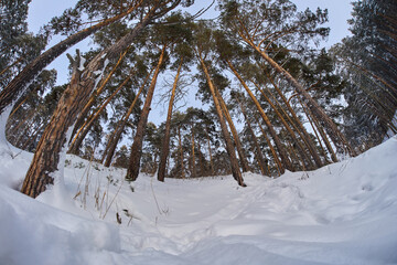 Low angle fisheye view of tall pine trees stretching up © Алексей Филатов
