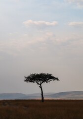 Acacia tree standing alone in Kenya safari landscape © Michael