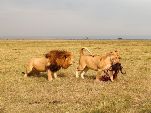 Lions on safari in Kenya with prey carrion