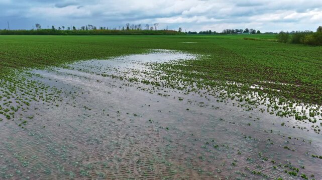 Aerial view of a flooded agricultural field with young crops submerged under water after heavy rain in the countryside of Riga, Latvia.