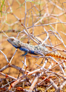 The blue agama sits in ambush on sand and branches and hunts for insects. Beautiful blue lizard close-up in the wild.