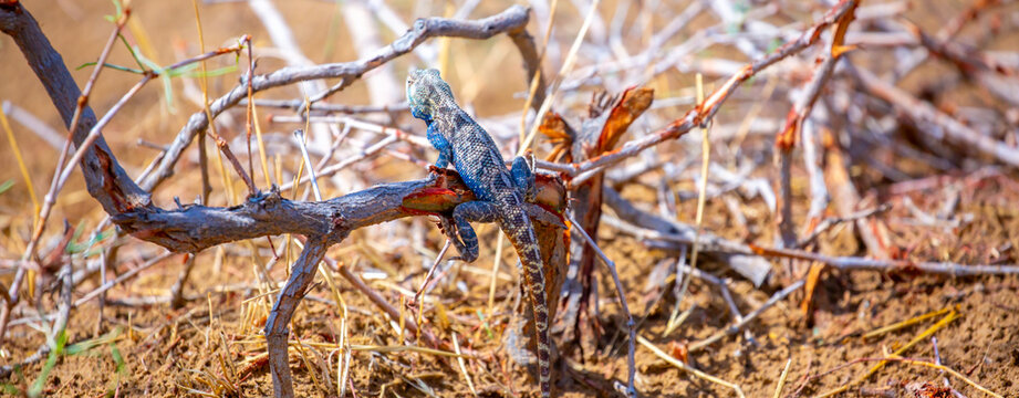 The blue agama sits in ambush on sand and branches and hunts for insects. Beautiful blue lizard close-up in the wild.