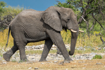 Fototapeta premium Elephant bull in Etosha. Elephant bulls are often seen in Etosha National Park (Land of giants) in Namibia before or after visiting a waterhole.