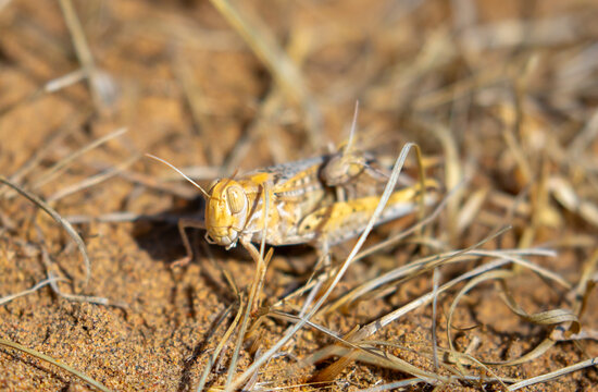 Locust close-up on plants. Locust invasion of agricultural fields. Exotic food of Asia.