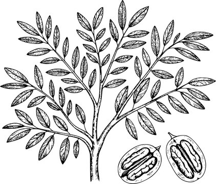 Bot&aacute;nico vintage en blanco y negro de una rama de pacano con dos mitades de nuez pacana peladas