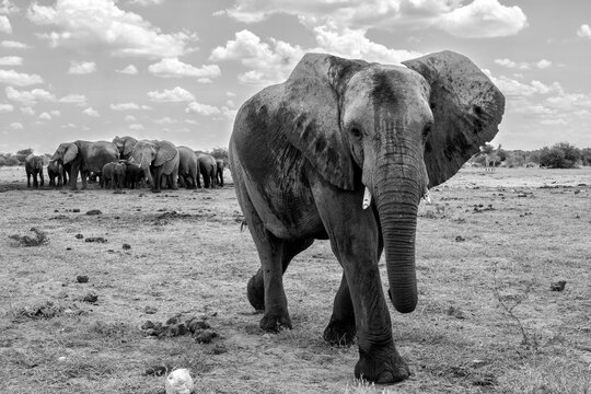 Elephant bull in Etosha. Elephant bulls are often seen in Etosha National Park (Land of giants) in Namibia before or after visiting a waterhole.