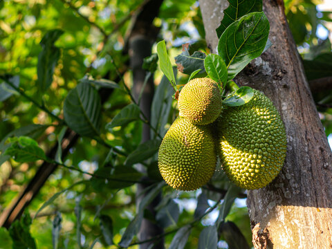 Close Up Young Green Jackfruits Growing on Tree Trunk in Golden Daylight