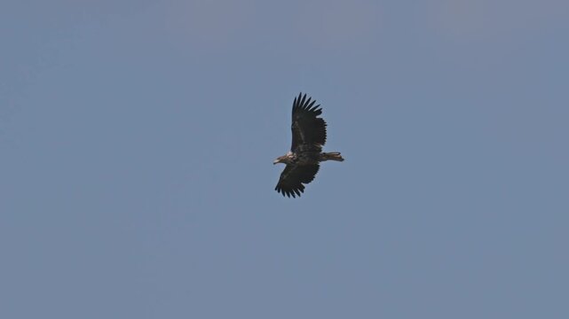 white-tailed sea eagle (Haliaeetus albicilla) flying in the sky in slow motion