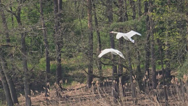 mute swan (Cygnus olor) birds flying and fighting