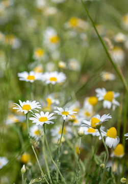 Close-up of small chamomile flower bushes. Pharmaceutical chamomile flowers growing in nature. Medicinal plant