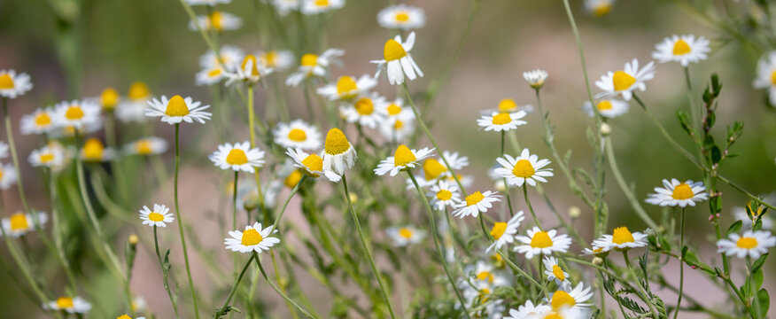 Close-up of small chamomile flower bushes. Pharmaceutical chamomile flowers growing in nature. Medicinal plant