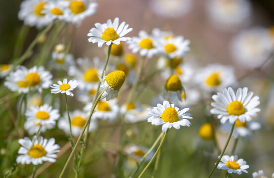 Close-up of small chamomile flower bushes. Pharmaceutical chamomile flowers growing in nature. Medicinal plant