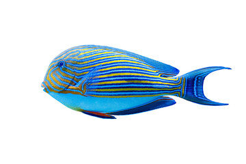 Obraz premium Clean side view of colorful marine surgeonfish. Template for pet shop supplies online retail, premium fish food package design, water care items and copy space