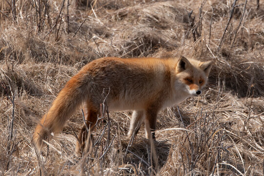 Renard roux;