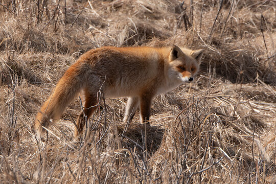 Renard roux;