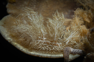 Fototapeta premium Elibe colemani seaslug @ Romblon, The Philippines
