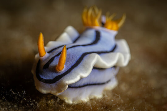 Chromodoris lochi @ Romblon, The Philippines
