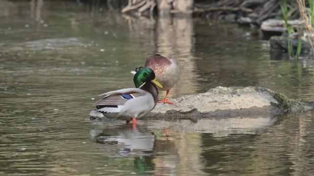 mallard wild duck (Anas platyrhynchos) males cleaning plumage