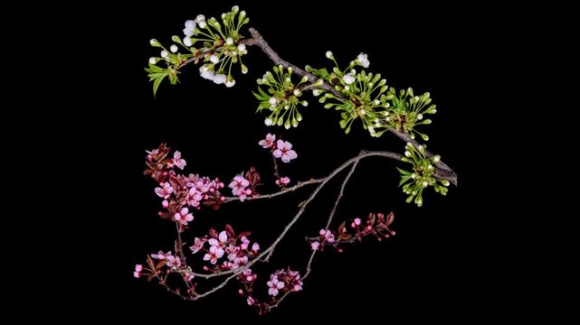 cherry blossoms opening time lapse