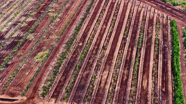Aerial view of peat extraction site with parallel drainage ditches and rows of vegetation in the landscape in Riga, Latvia.