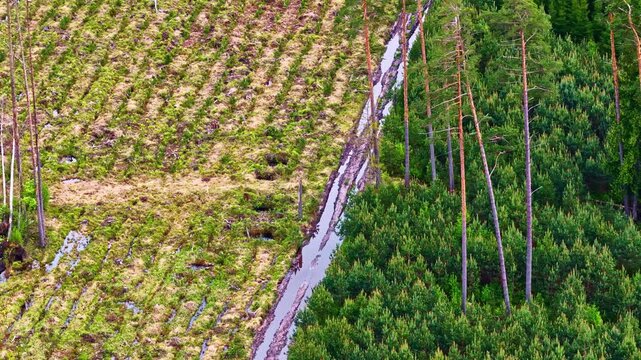 Aerial view of a forest landscape showing a clear contrast between a logged area and dense pine trees separated by a muddy drainage ditch in Riga, Latvia.