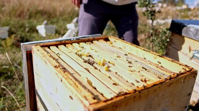 Close-up of a beekeeper removing a honeycomb frame from an open wooden beehive during a routine hive inspection. The scene highlights sustainable beekeeping, healthy bee colonies and natural honey pro