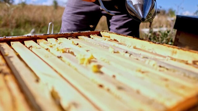 Close-up of a beekeeper removing a honeycomb frame from an open wooden beehive during a routine hive inspection. The scene highlights sustainable beekeeping, healthy bee colonies and natural honey pro