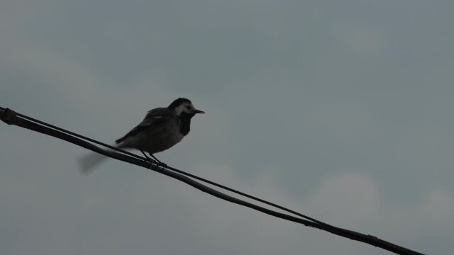 White wagtail fluffing and shaking its feathers while perched on overhead wires against a gray sky