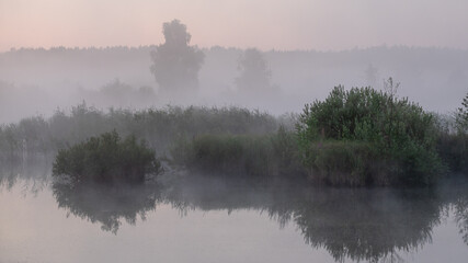 Obraz premium A serene, misty morning landscape features green shrubs and distant trees reflecting softly in the calm water of a quiet marsh