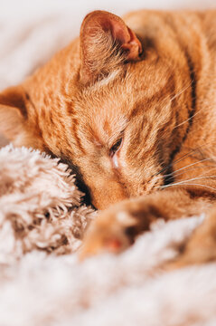 Cute ginger cat sleeps on bed with fluffy blanket