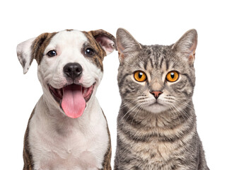 Naklejka premium Cute Happy Puppy Dog and Tabby Cat Together Close Up Portrait Isolated on Transparent Background