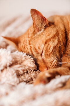 Cute ginger cat sleeps on bed with fluffy blanket