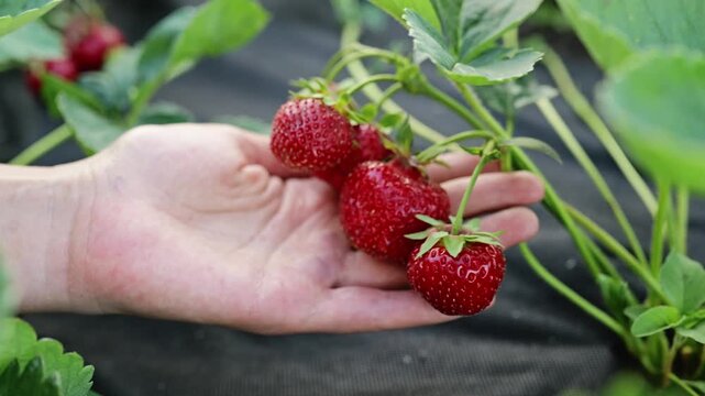 A hand holds three strawberries that are bright red and ripe. The person is in a strawberry field surrounded by green leaves. Sunlight shines on the fresh fruit