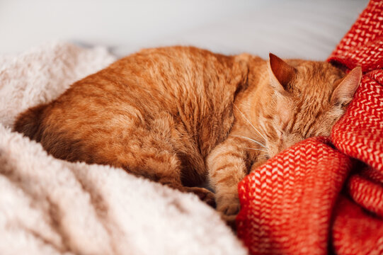 Cute ginger cat sleeps on bed with fluffy blanket