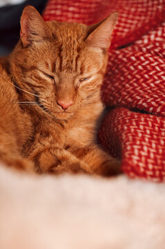Cute ginger cat sleeps on bed with fluffy blanket