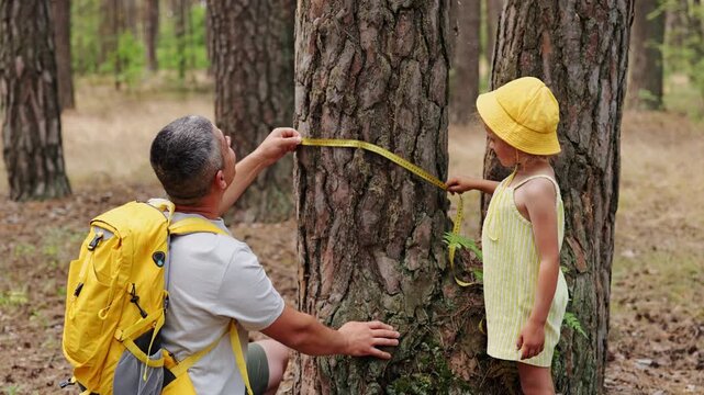 A man and a young girl measure the circumference of a tree in a forest. They are surrounded by tall trees and the ground is covered with dry leaves