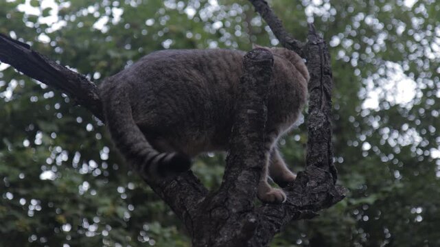 Gray tabby domestic cat carefully climbing across thick tree branches in a leafy garden