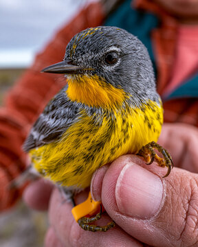 Vibrant Yellow Bird Close-Up - Ornithology, Wildlife Conservation, and Eco-Tourism