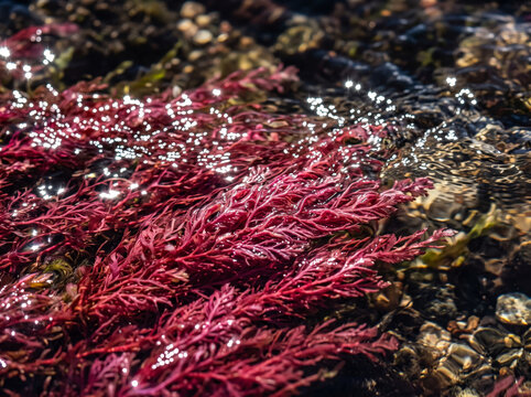Red river algae aquatic plant growing under clear flowing water