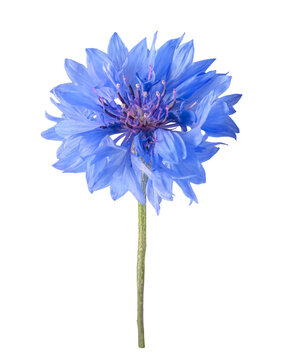 Single blue cornflower bloom on green stem isolated against white background